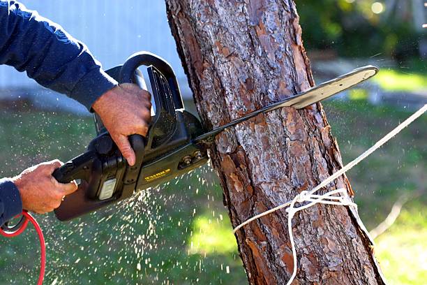 Mulching Services in Tano Road, NM